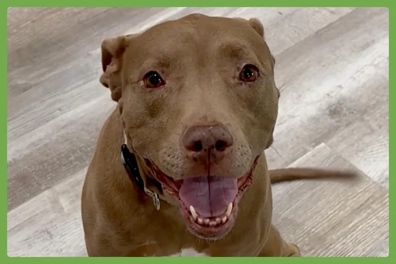 An adult medium-sized female White / Cream Pit Bull Terrier dog named Lena for adoption in Amherst, MA
