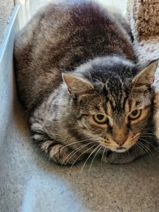 An adult small-sized female Domestic Short Hair cat named Scarlet for adoption in Roseville, CA