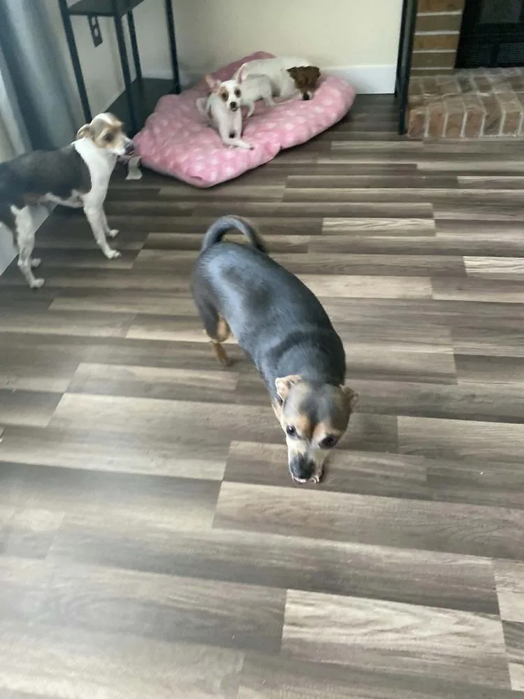 An adult small-sized male Chihuahua dog named Brutus for adoption in Aurora, CO