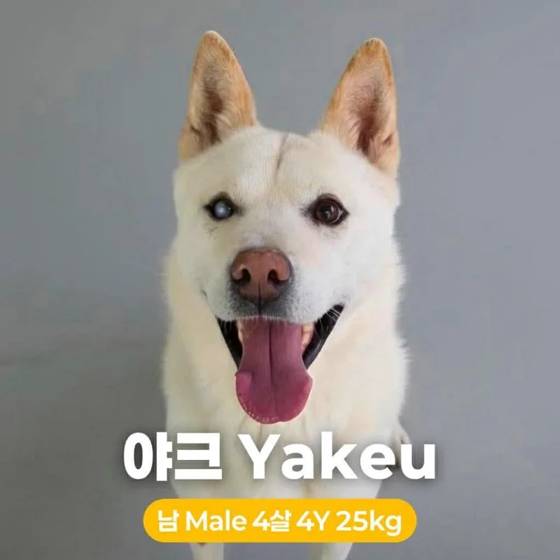 An adult medium-sized male White / Cream Jindo dog named Yakeu for adoption in Northbrook, IL