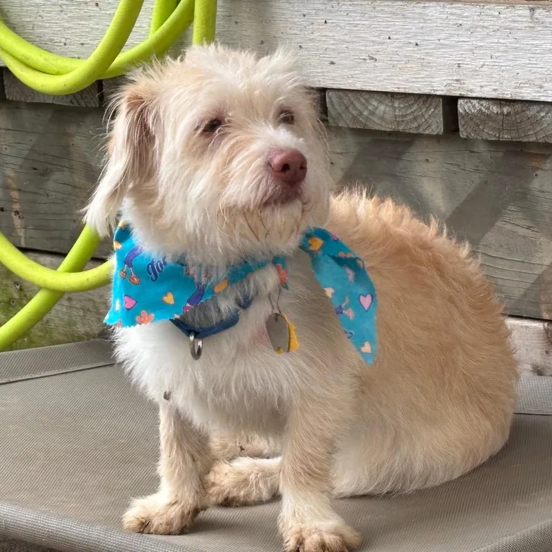 Rory Gilmore thumbnail 3