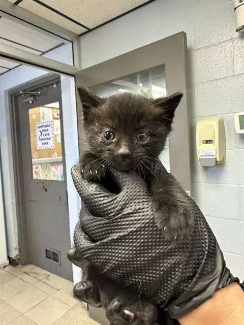A baby small-sized female Domestic Short Hair cat named Chloe for adoption in Stockton, CA
