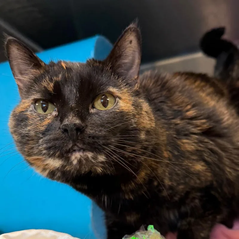 An adult medium-sized female Tortoiseshell Domestic Short Hair cat named Ava for adoption in Waukesha, WI