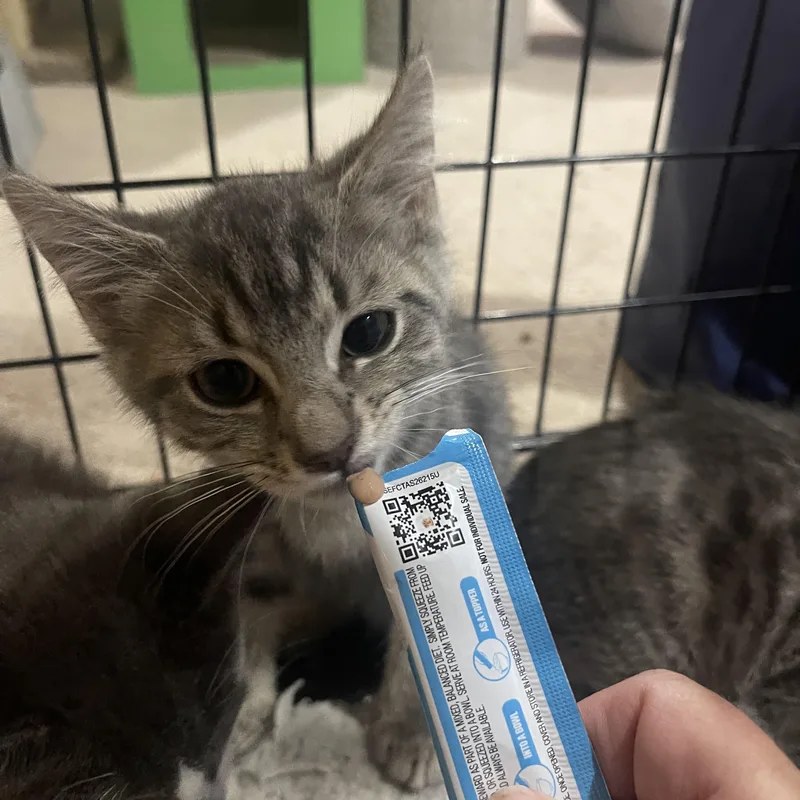 A baby medium-sized female Tabby (Gray / Blue / Silver) Domestic Short Hair cat named Tabitha Guyer for adoption in Philadelphia, PA