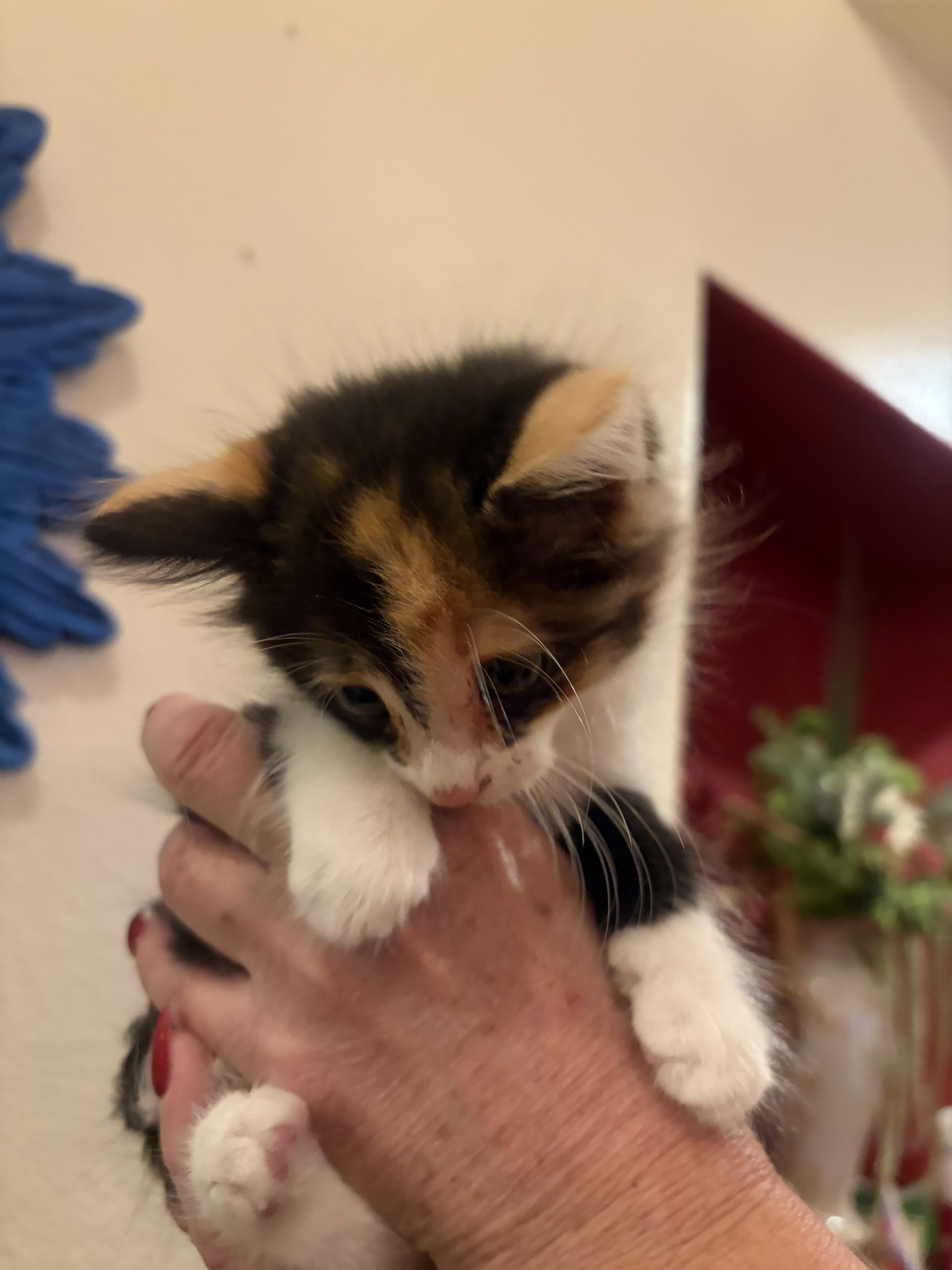 A baby medium-sized female Calico Domestic Medium Hair cat named Sunflower for adoption in Oceanside, CA