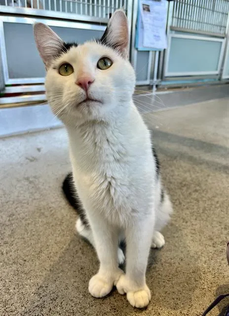 A young small-sized male Domestic Short Hair cat named Spooky Mittens for adoption in San Francisco, CA