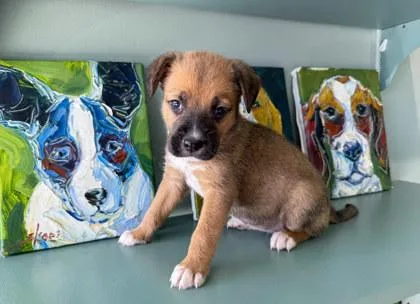 A baby small-sized female Shepherd dog named Lucy for adoption in San Antonio, TX