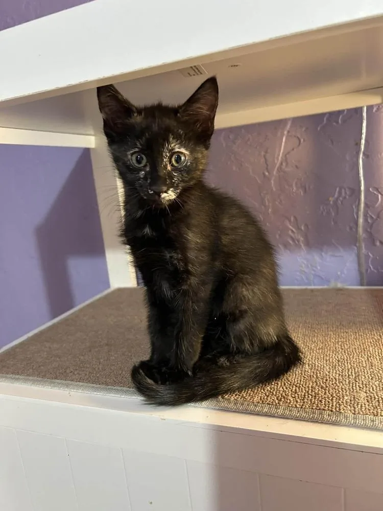 A baby small-sized female Domestic Short Hair cat named Ceres for adoption in tucson, AZ