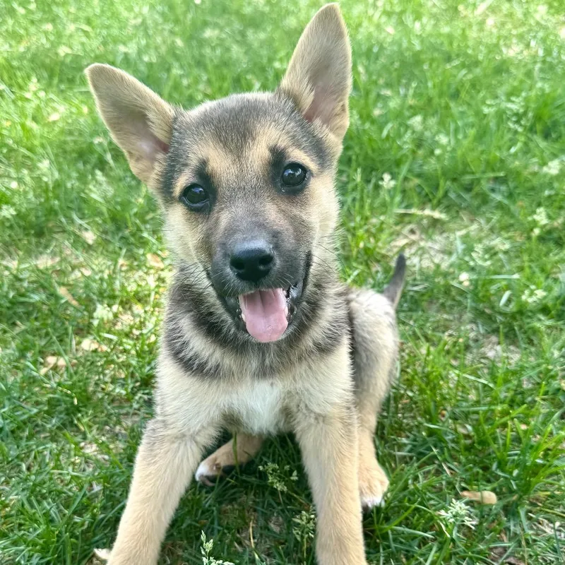 A baby small-sized female Black Mixed Breed dog named Firefly for adoption in Buffalo, MN