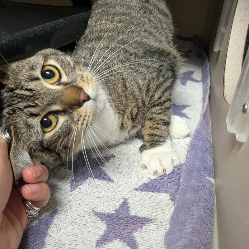 Tabby