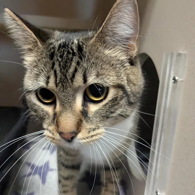 Tabby thumbnail 3