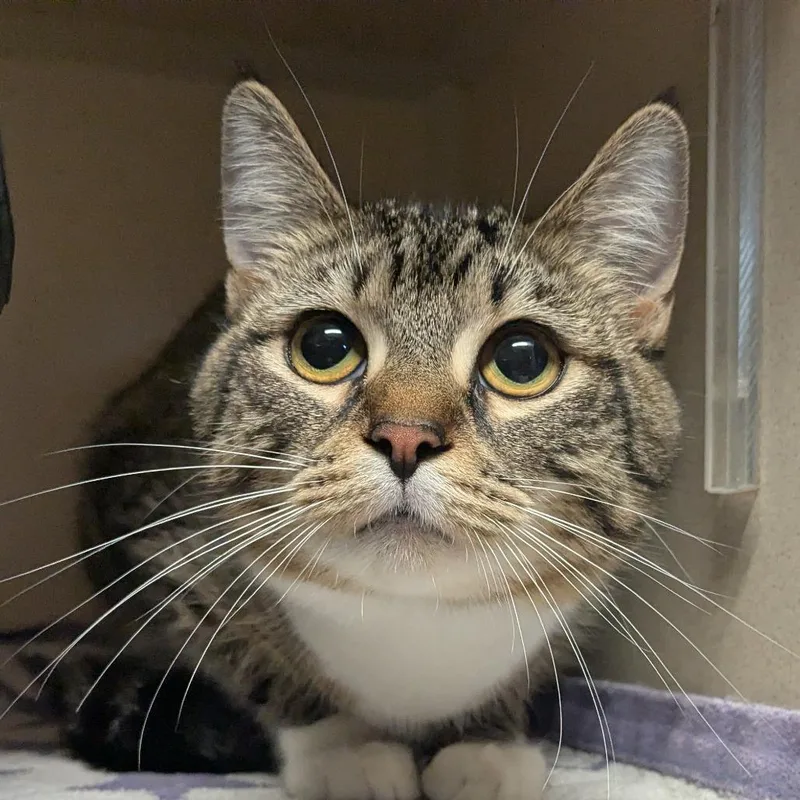 Tabby thumbnail 4