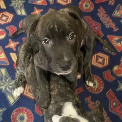A baby medium-sized female Terrier dog named Cassie for adoption in Elk Grove Village, IL
