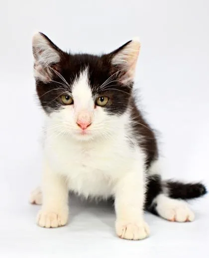A baby small-sized male Domestic Short Hair cat named Turkey Leg for adoption in Morton Grove, IL