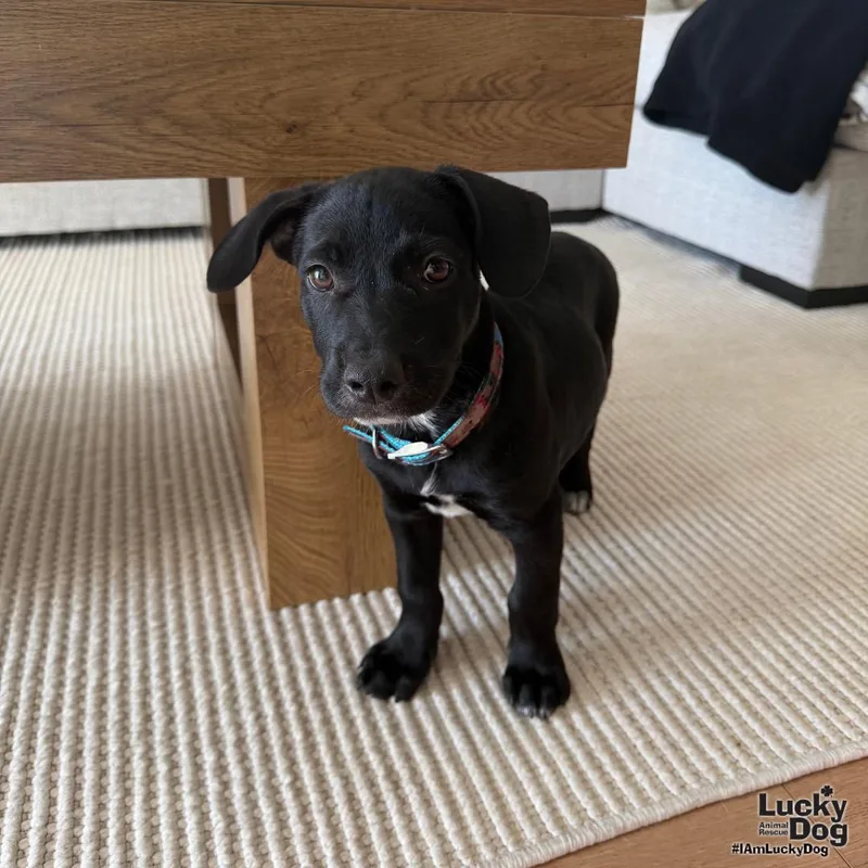 A baby medium-sized male Labrador Retriever dog named Jax for adoption in Washington, DC