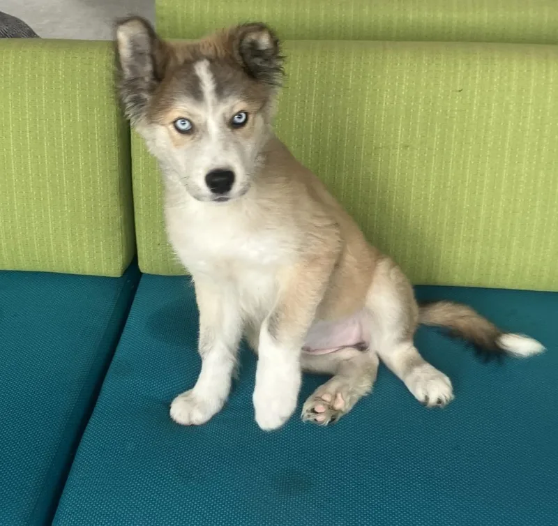Bella Nova