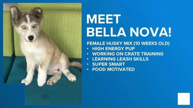 Bella Nova thumbnail 3