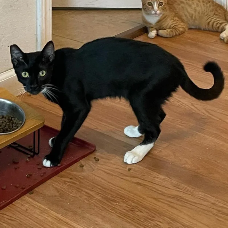 An adult medium-sized male Black Domestic Short Hair cat named Fillius for adoption in Los Angeles, CA