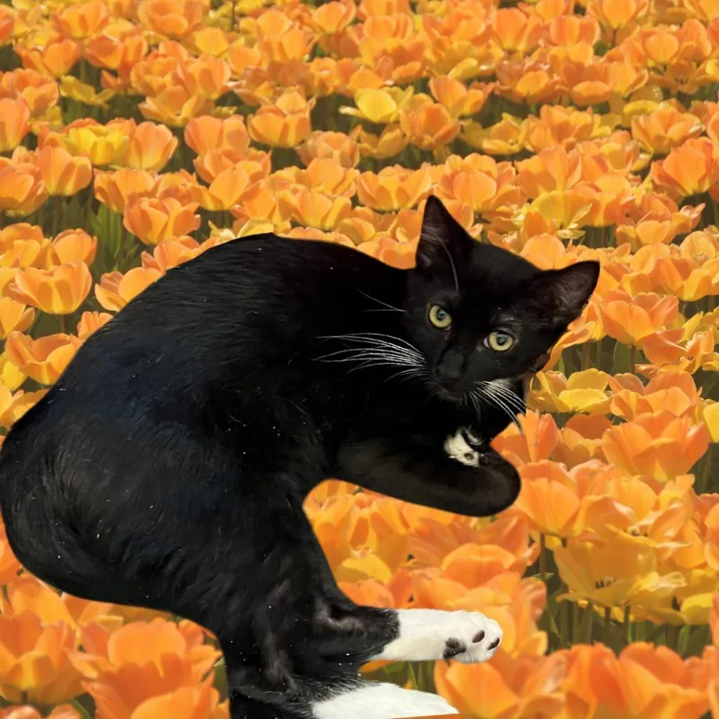 Fillius thumbnail 2