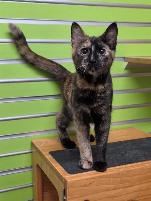 A baby small-sized female Domestic Short Hair cat named Opal for adoption in Saint Peters, MO