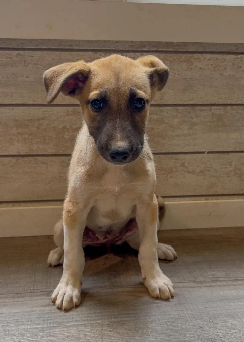 A baby large-sized female German Shepherd Dog dog named Apricot for adoption in New Baltimore, MI
