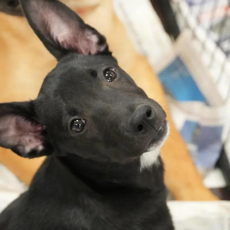 Sophie AL thumbnail 3