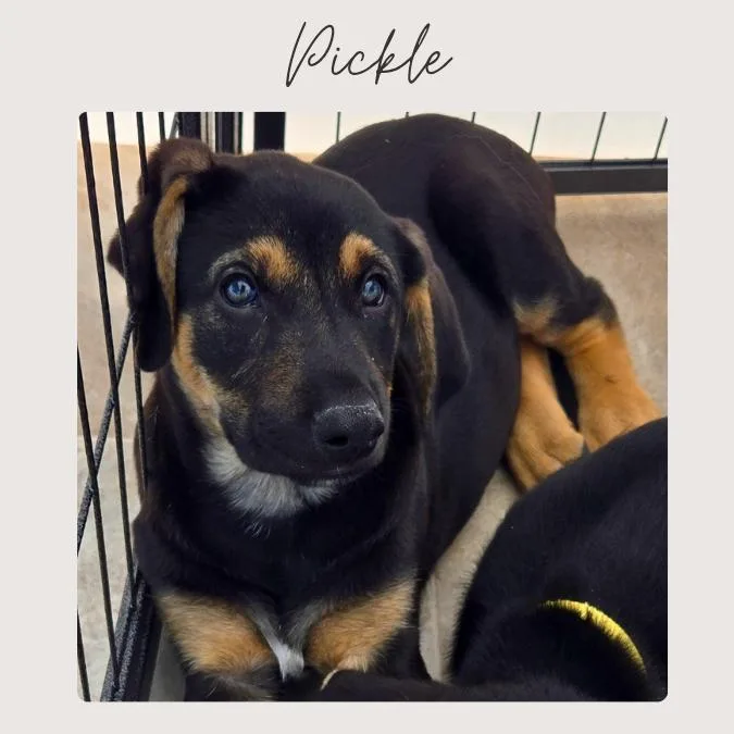 A baby small-sized female Tricolor (Brown, Black, & White) Doberman Pinscher dog named Pickle for adoption in San Juan Capistrano, CA