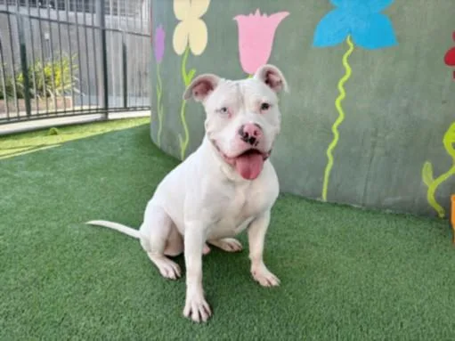 A young large-sized male Pit Bull Terrier dog named Kai for adoption in Van Nuys, CA