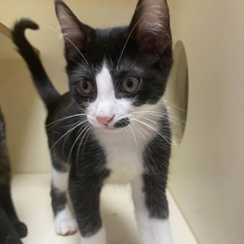 Louie at Elyria Petco thumbnail 2