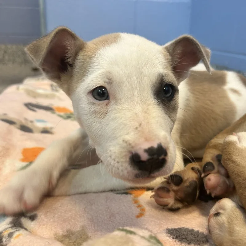 A baby medium-sized male Brown / Chocolate Pit Bull Terrier dog named Petey for adoption in Madisonville, TN