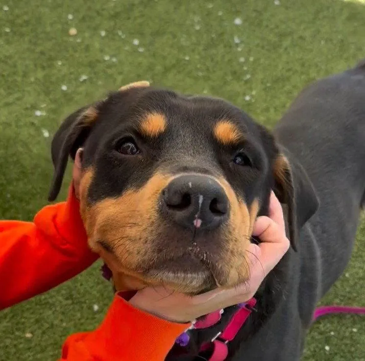 Roxy thumbnail 3