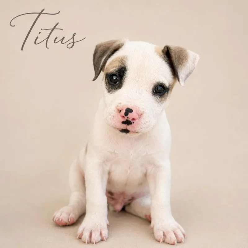 A baby medium-sized male White / Cream Mixed Breed dog named Titus for adoption in Phoenix, AZ