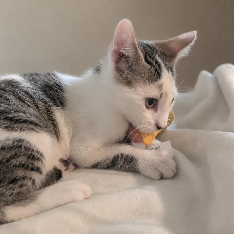 A baby small-sized male White Domestic Short Hair cat named Casey for adoption in New York, NY