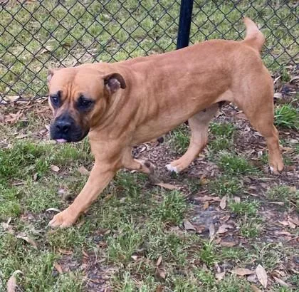 A baby large-sized female Pit Bull Terrier dog named Oyster for adoption in Conway, SC