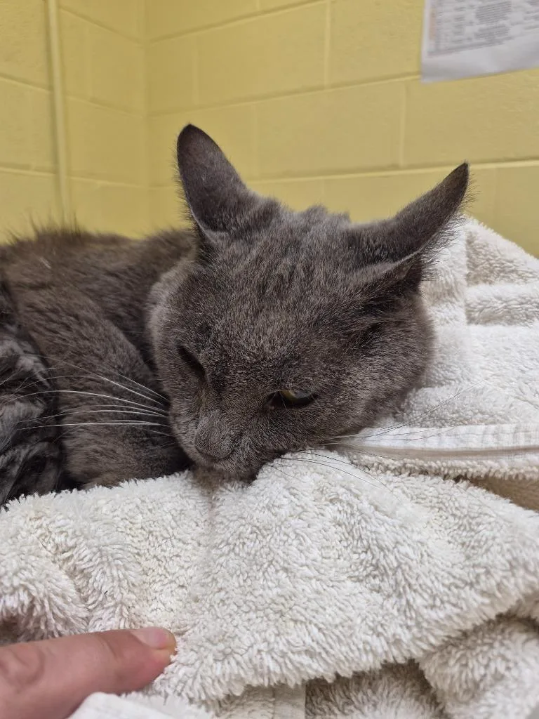 A senior small-sized female Domestic Short Hair cat named Wowza for adoption in Crossville, TN