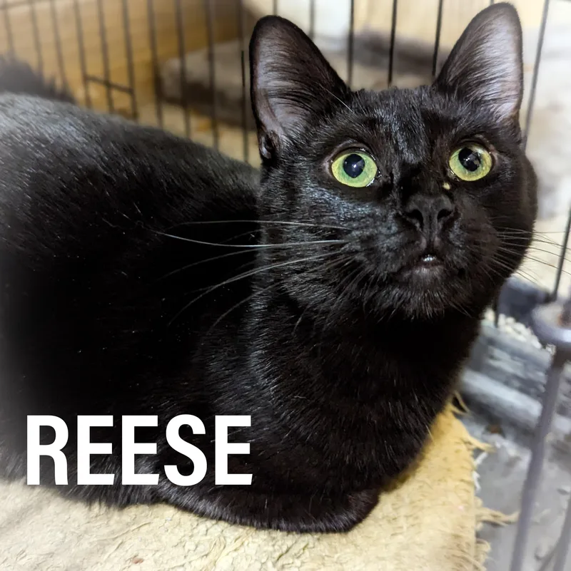 Reese thumbnail 3