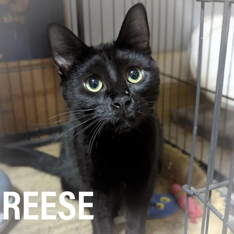 Reese thumbnail 4