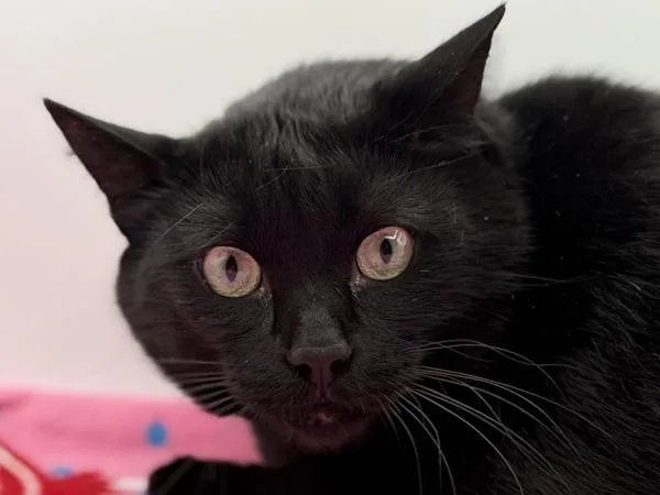 An adult medium-sized male Domestic Short Hair cat named Leonard for adoption in Portland, OR