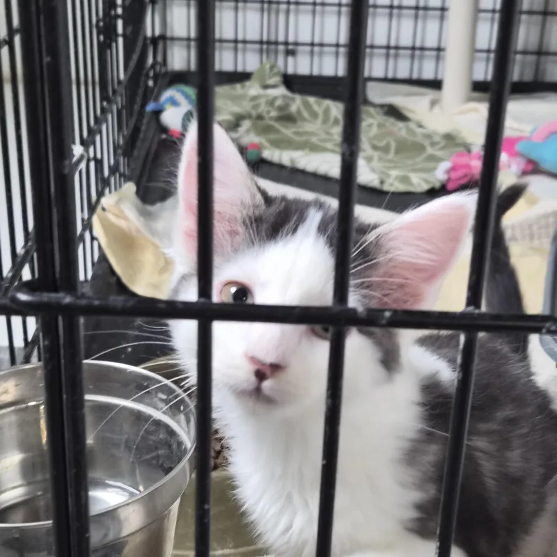 A baby medium-sized male Black & White / Tuxedo Domestic Short Hair cat named Roy for adoption in Greeley, CO