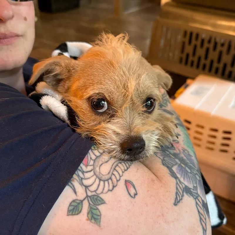 A young medium-sized female Shih Tzu dog named Ducky for adoption in Madison, WI