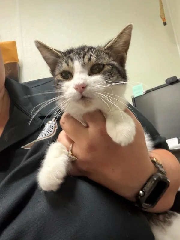 A baby medium-sized female Domestic Medium Hair cat named Coco for adoption in Tulare, CA
