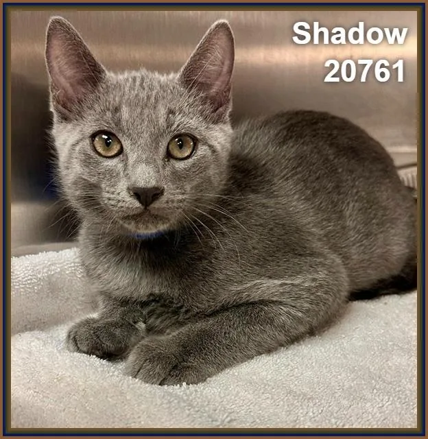 A baby medium-sized male Gray / Blue / Silver Domestic Short Hair cat named Shadow for adoption in Marietta, GA