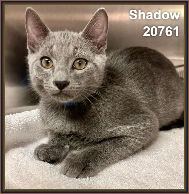 Shadow thumbnail 2