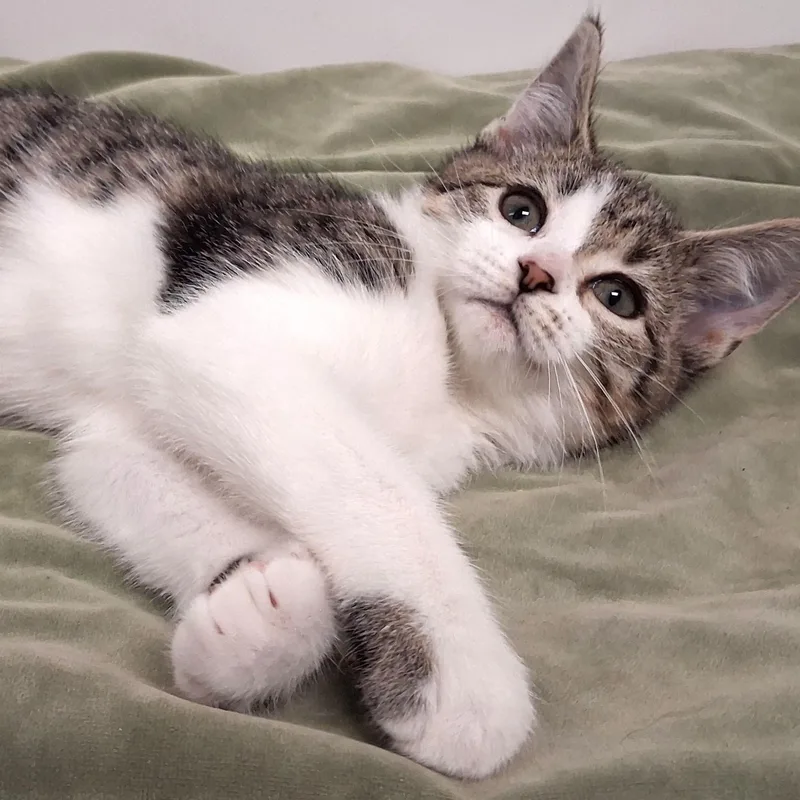 A young small-sized male Tabby (Brown / Chocolate) Domestic Short Hair cat named Connor for adoption in Belmont, NY