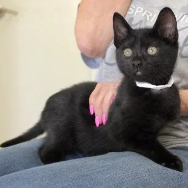A baby small-sized male Black Domestic Short Hair cat named Bugs for adoption in Birmingham, AL
