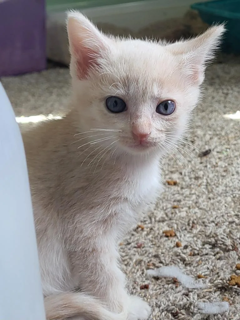 A baby medium-sized female Domestic Short Hair cat named Casey for adoption in Portland, IN