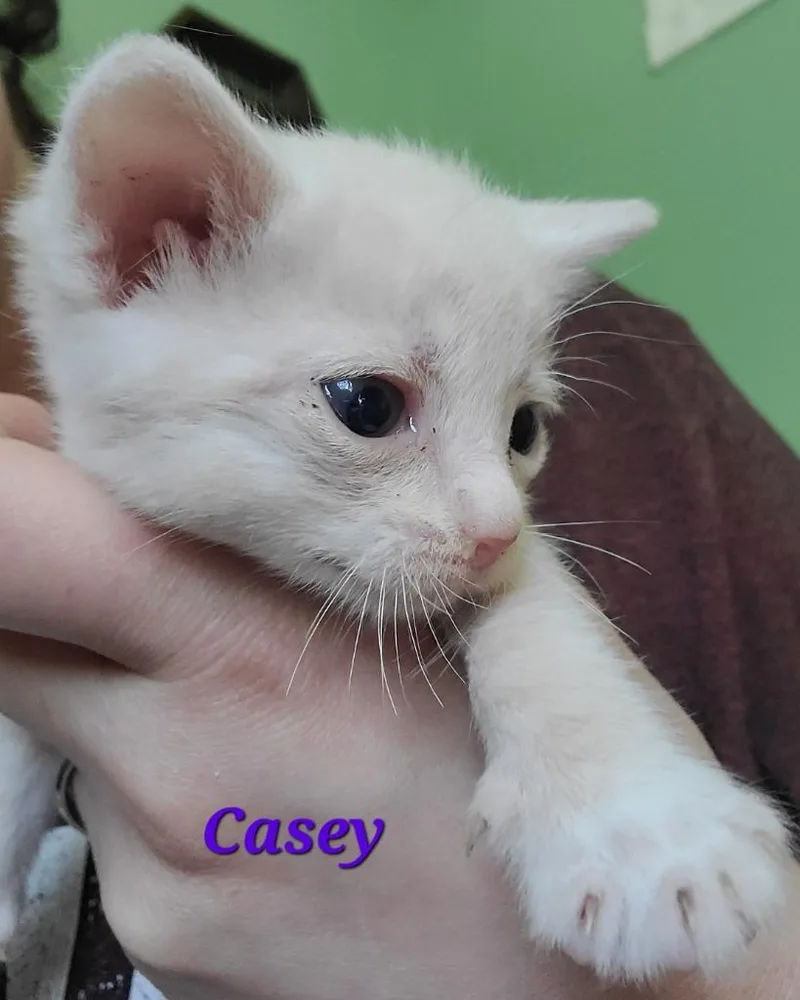 Casey thumbnail 4