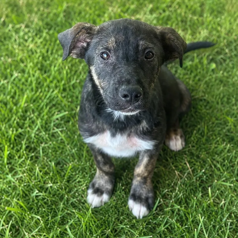 A baby large-sized male Black German Shepherd Dog dog named Bear for adoption in Crosby, TX