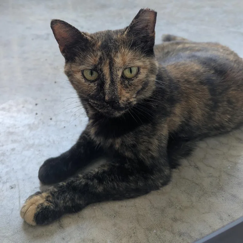 A senior small-sized female Brown / Chocolate Domestic Short Hair cat named Trudy for adoption in Winchester, TN