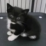 A baby medium-sized female Black Domestic Short Hair cat named Lucia Kitt for adoption in Portsmouth, OH